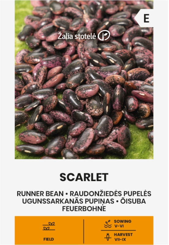 Fasola wielokwiatowa Scarlet odmiana smaczna fasolki w purpurowym kolorze z czarnymi smugami nasiona 10g Žalia stotelė sklep rajogrodnika